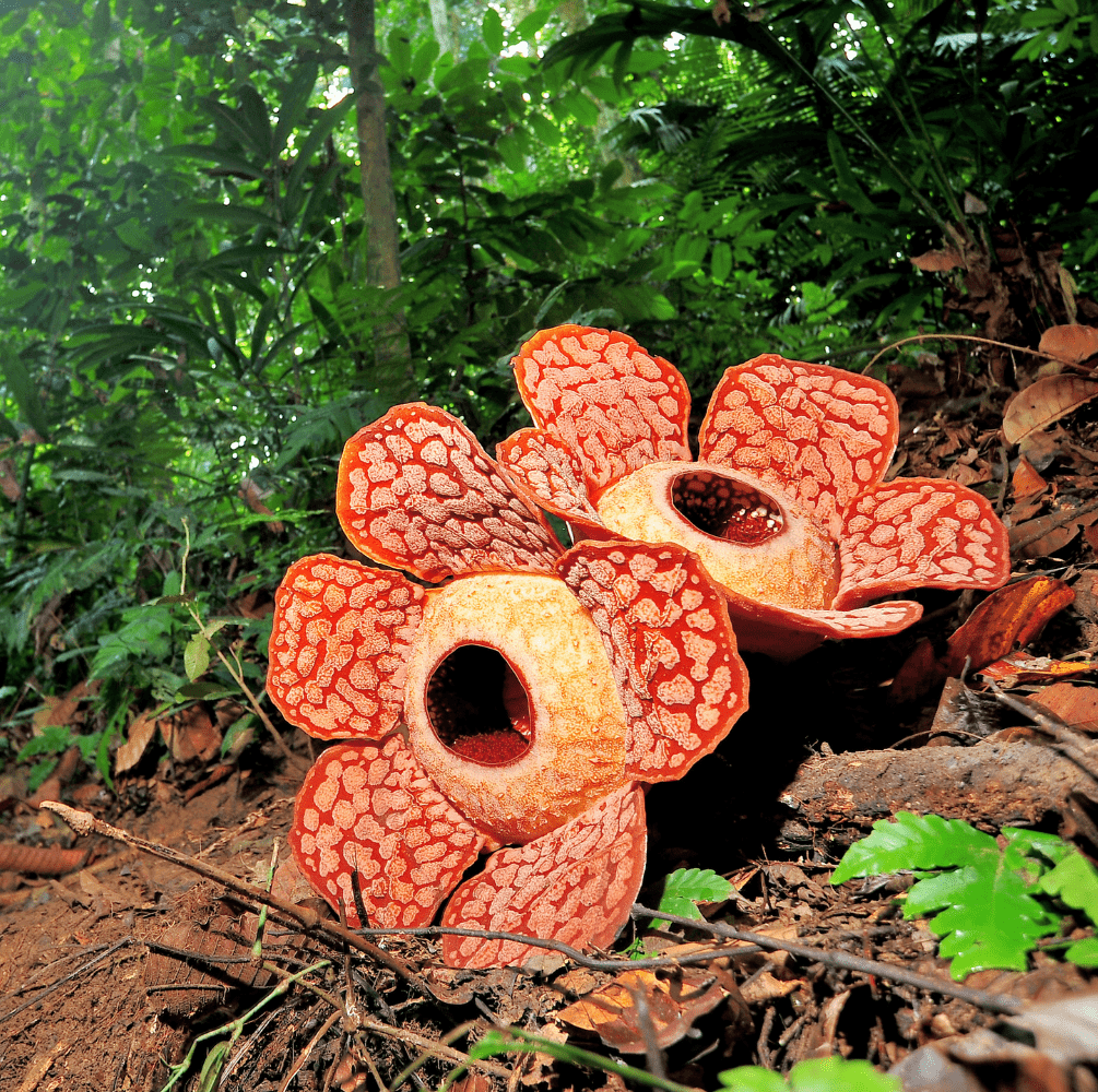 PAKET LONG STUDY TOUR KOTA BENGKULU