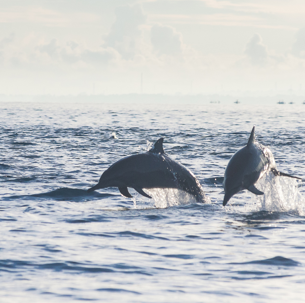 PAKET WISATA KILUAN DOLPHIN LAMPUNG