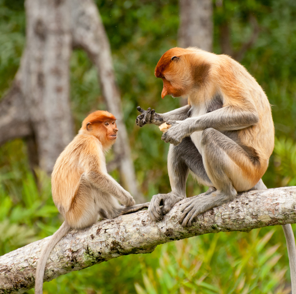 PAKET WISATA KOTA BANJARMASIN