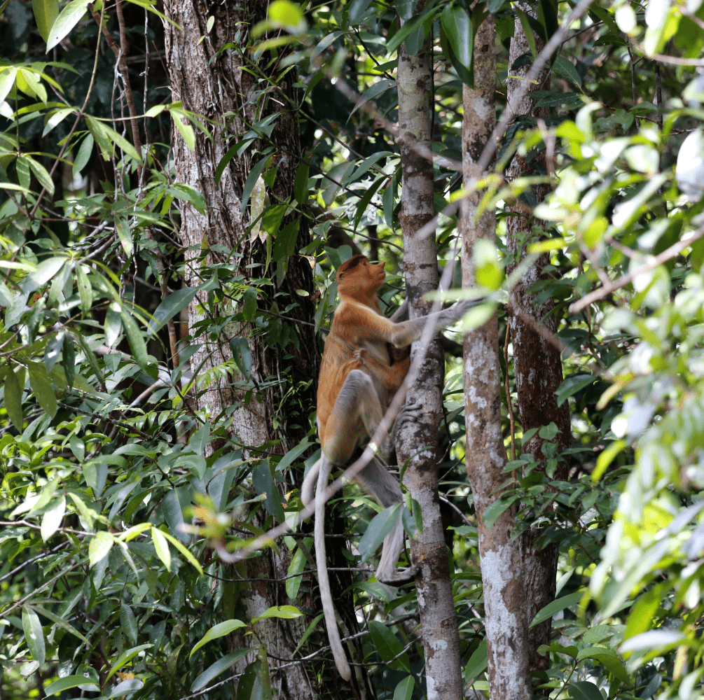 PAKET ADVENTURE TANJUNG PUTING