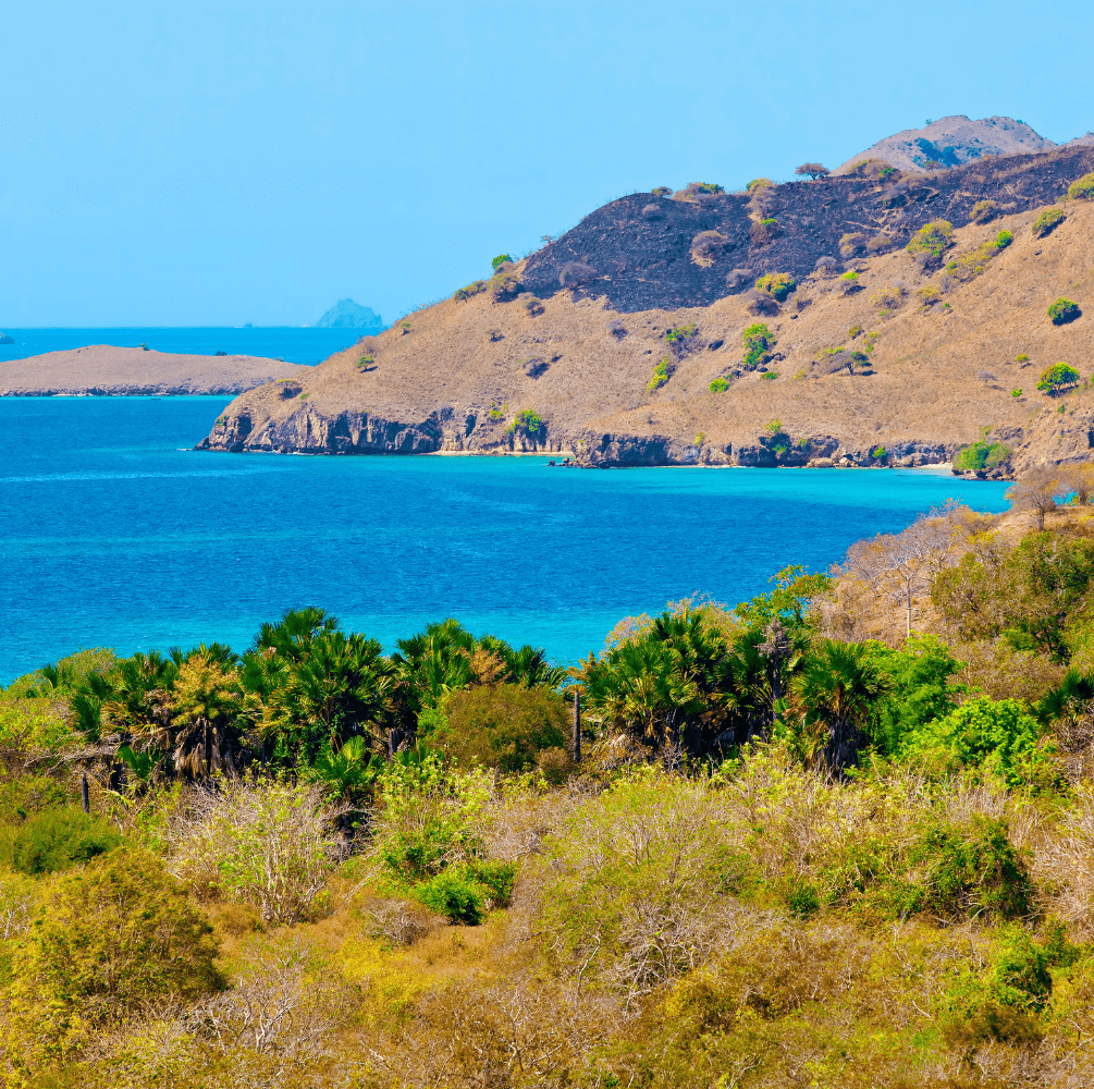PAKET WISATA HONEYMOON SAILING PULAU KOMODO