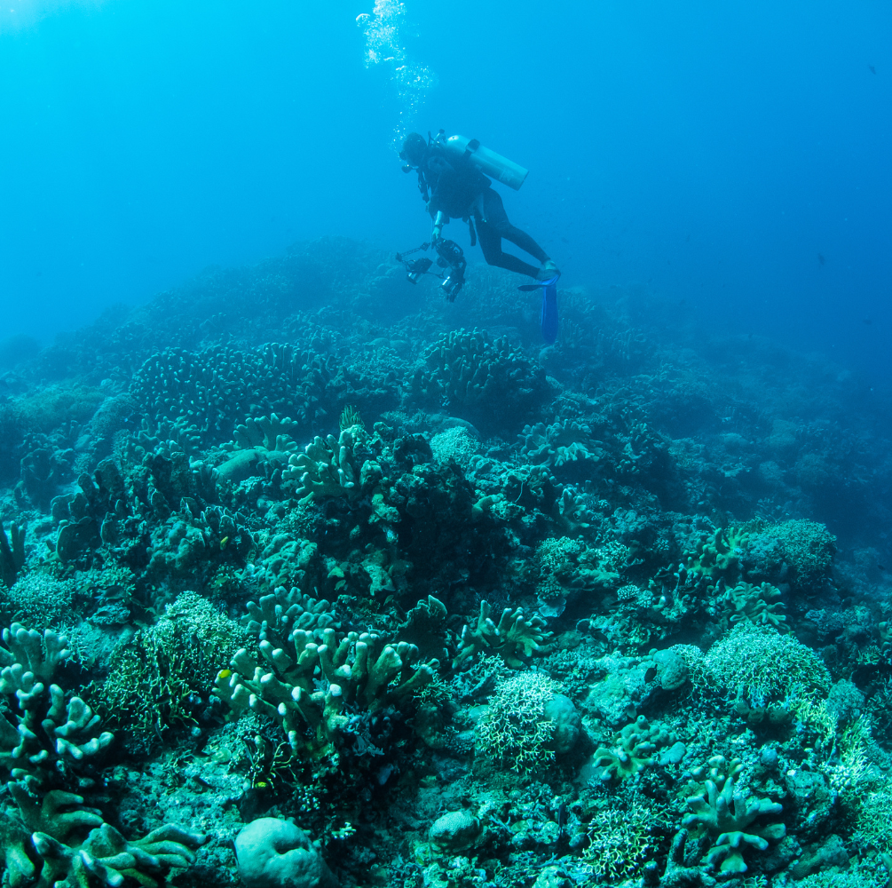 PAKET WISATA PULAU TOGEAN DAN PULAU PAPAN GORONTALO