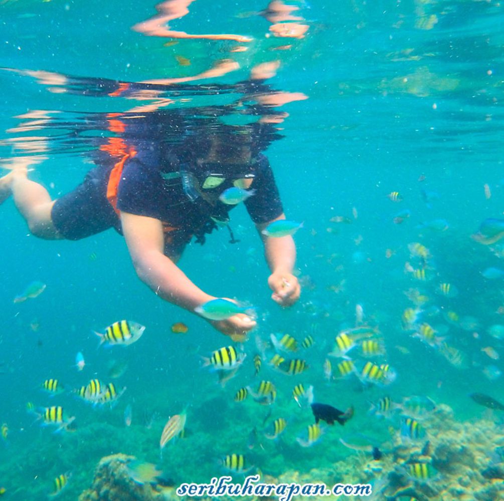 PAKET WISATA PULAU HARAPAN