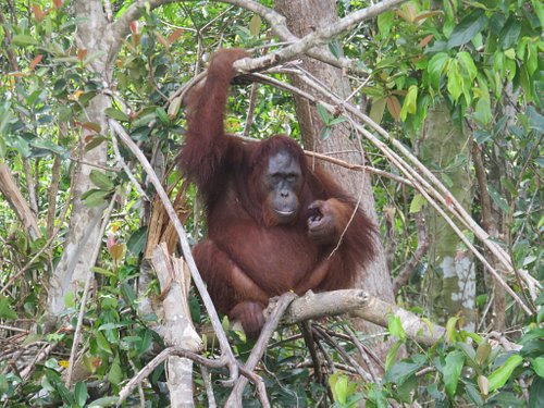 PAKET WISATA PALANGKARAYA DAN PULAU KAJA