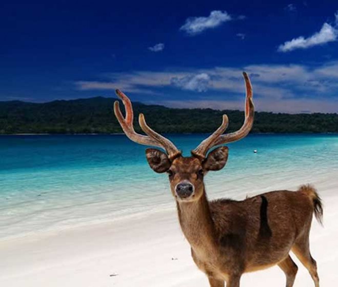 PAKET WISATA TRIP UJUNG KULON