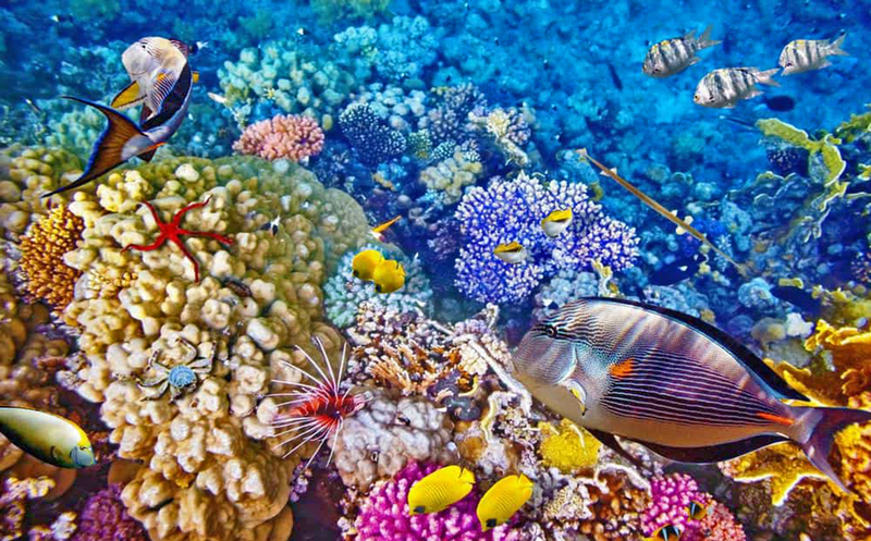 PAKET WISATA BUNAKEN MINAHASA HIGHLAND