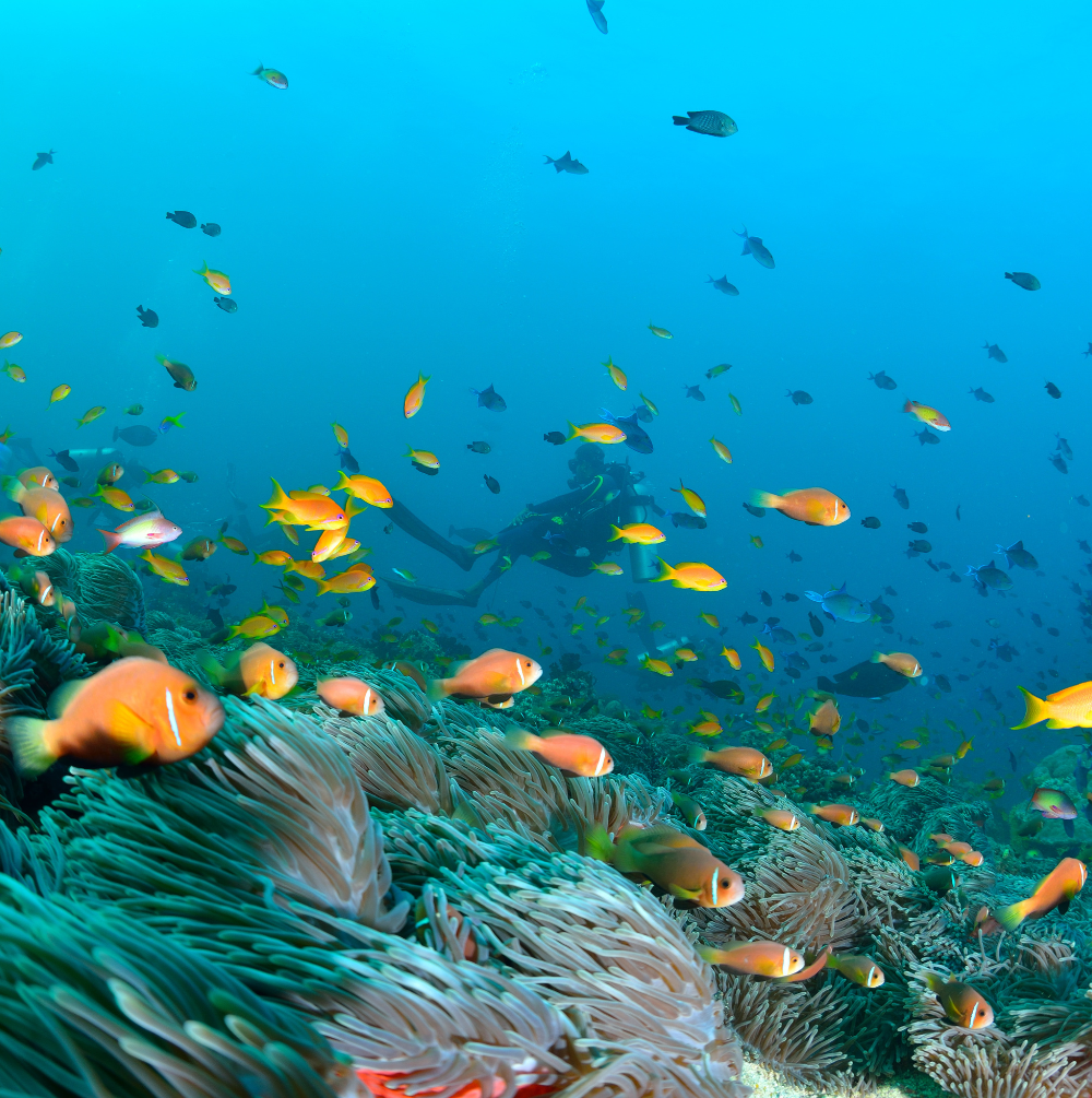 PAKET WISATA MALDIVES