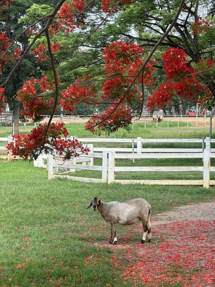 BANGKOK - PATTAYA - KHAOYAI
